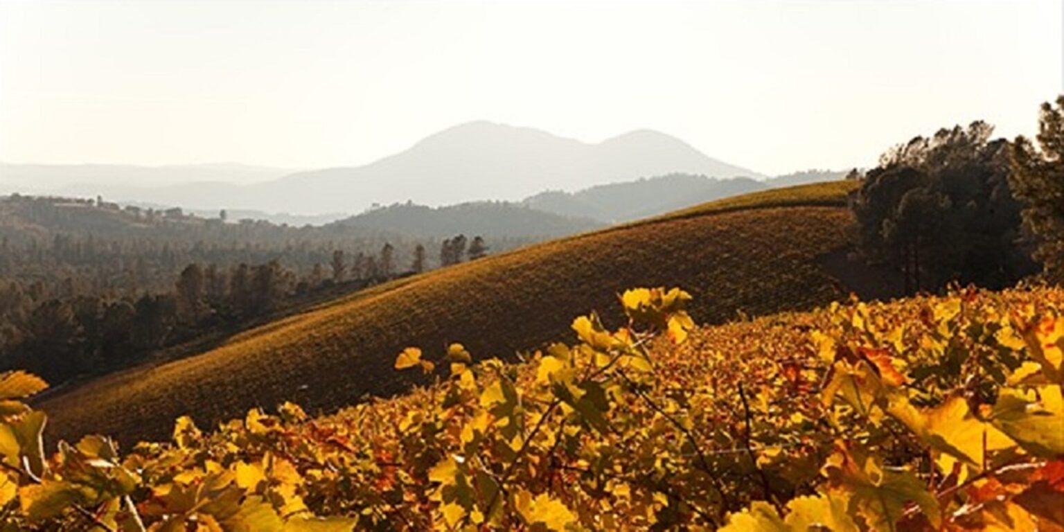 Cabernet Offerings